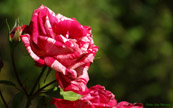 screen background picture rose red / white 1440 x 900 Pixel