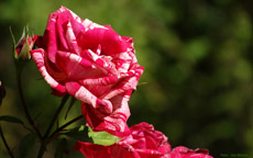 screen background picture rose red / white 1920 x 1200 Pixel