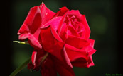 screen background picture red rose 1440 x 900 Pixel