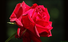 screen background picture red Rose 1920 x 1200 Pixel