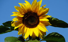 screen background picture sun flower 1920 x 1200 Pixel